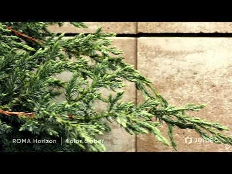 ROMA Horizon Амбер